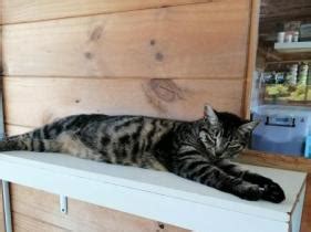 miss molly stewart|Miss Molly’s Whakatane Cattery .